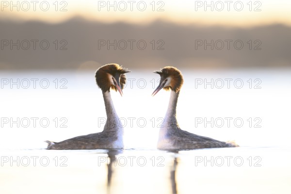 Two great crested grebes (Podiceps Scalloped ribbonfish) in the evening light on the water.