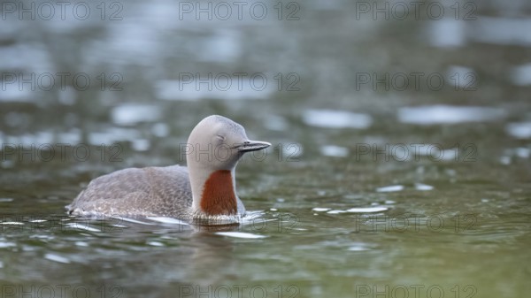 A tired red-throated diver (Gavia stellata) swims calmly with closed eyes in the water with a clear