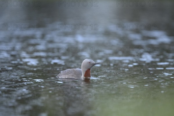 A red-throated diver (Gavia stellata) swims calmly in the water with a clear sky in the background,