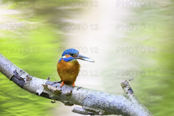 A colourful kingfisher (Alcedo atthis) sits on a branch in front of a blurred green background,