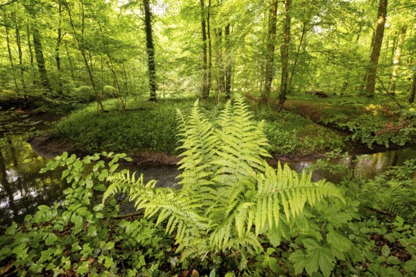 Green fern in the dense summer forest at the Violenbach stream, Melle, Osnabrücker Land, Lower