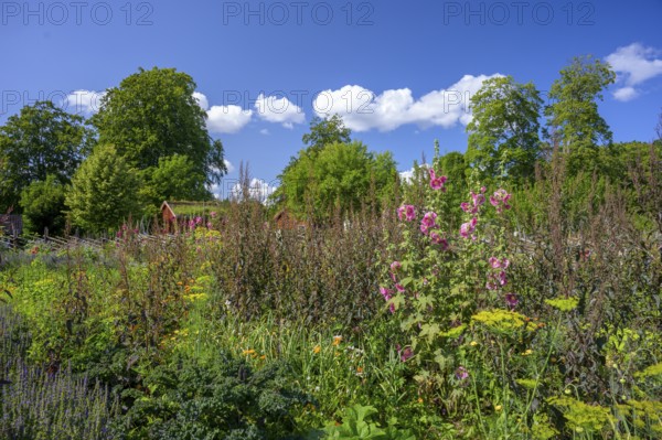 A picturesque garden with flowers and a rural house in the background, the colorful cottage garden