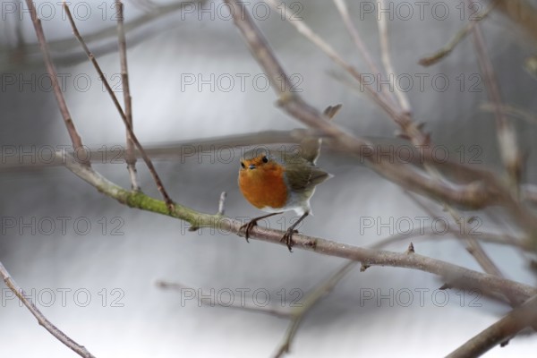 Robin (Erithacus rubecula), tree, winter, Germany, The bird with its orange-red breast sits on a