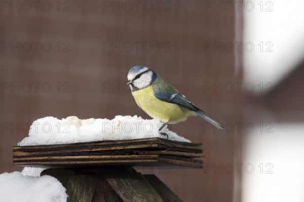 Blue tit (Cyanistes caeruleus), snow, bird feeder, Germany, The tit finds the peanut kernels hidden