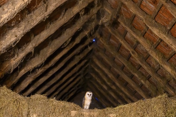A barn owl (Tyto alba) sits quietly in the loft of an old barn surrounded by hay in a rustic,