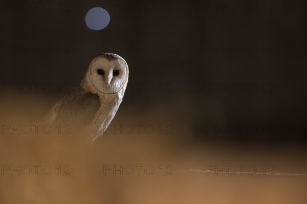 A barn owl (Tyto alba) appears in the middle of the darkness with a circle of light in the