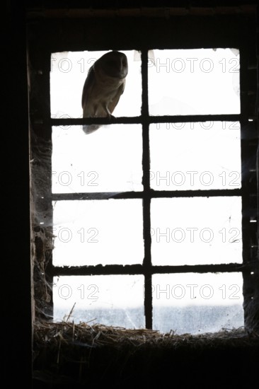 A Common barn owl (Tyto alba) l sits shadowy and mysterious in an old window Stable window with