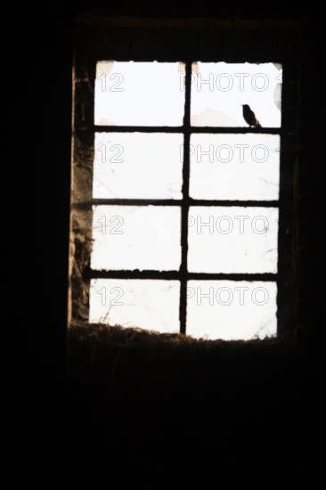 A small bird sits shadowy and secretly in front of an old window Stable window with split panes