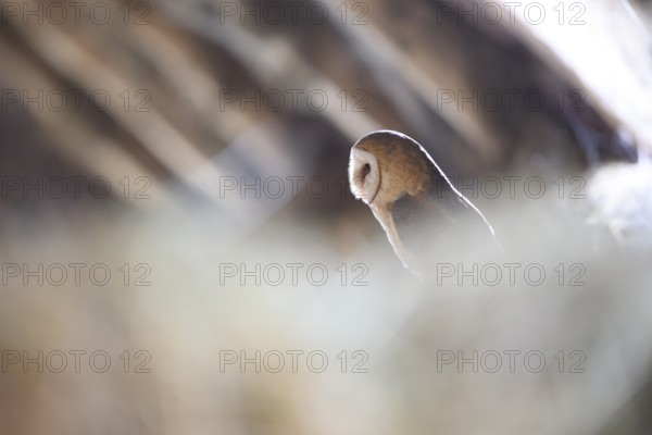 A barn owl (Tyto alba) sits quietly in a natural setting in an old barn loft, illuminated by soft