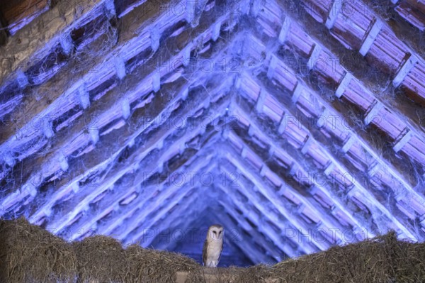 A barn owl (Tyto alba) sits quietly in the loft of an old barn surrounded by hay in a rustic,