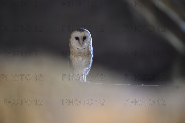 A barn owl (Tyto alba) sits quietly in the darkness and radiates peace and mysticism, East