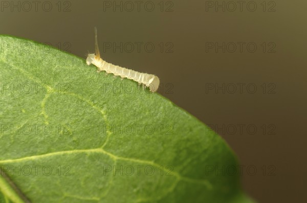Caterpillar of the death's-head hawkmoth (Acherontia atropos) in the younger caterpillar stage,