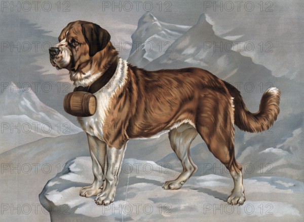 Saint Bernard or St. Bernard dog breed, here as a rescue dog with keg on the collar, legend, A