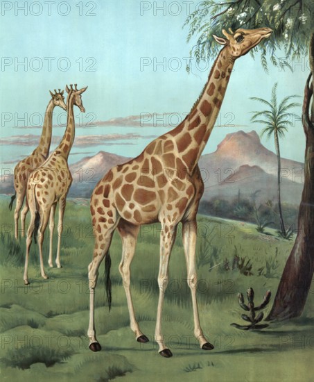 Giraffes in Serengeti, Africa, giraffes in a savanna landscape with mountains in the background and