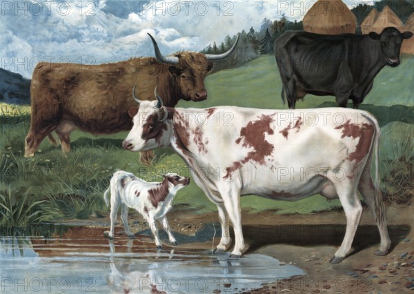 Cows, various species, in the pasture at a waterhole, cows and a calf in a meadow by the water, a