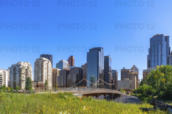 Modern skyscrapers of calgary's downtown core rise above a vibrant green park with a pedestrian