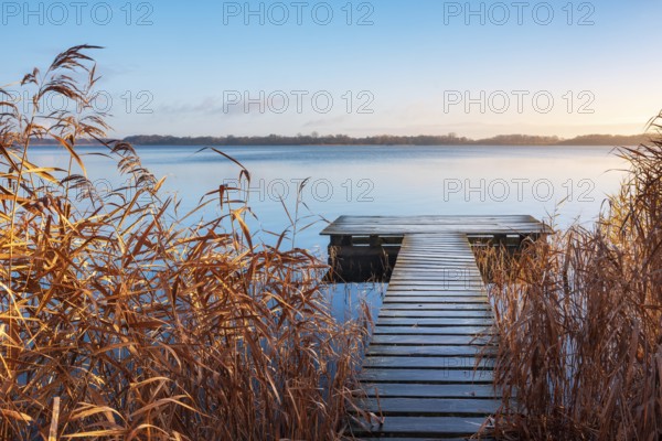 Morning atmosphere at Schaalsee, wooden walkway in reed belt under blue sky, reeds in autumn