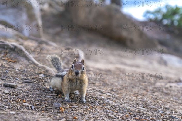 Curious chipmunk pauses on the rocky terrain near lake minnewanka, its small form contrasting with