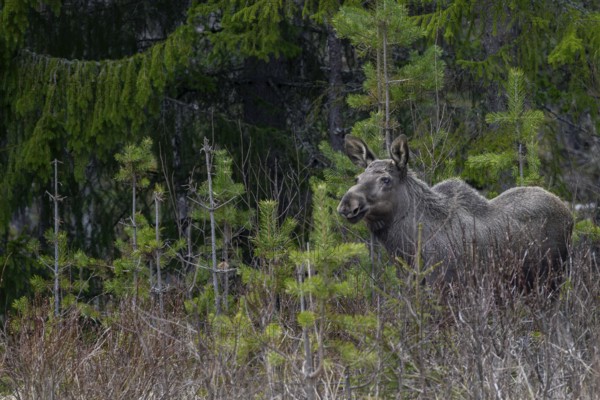 The one-year-old moose calf (Alces alces) usually stays with the mother for a year and is expelled
