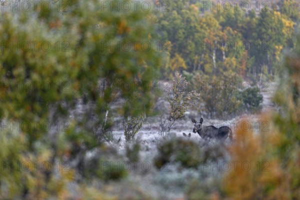 A moose cow (Alces alces) with calf in September, a few days in front of the start of the rut,