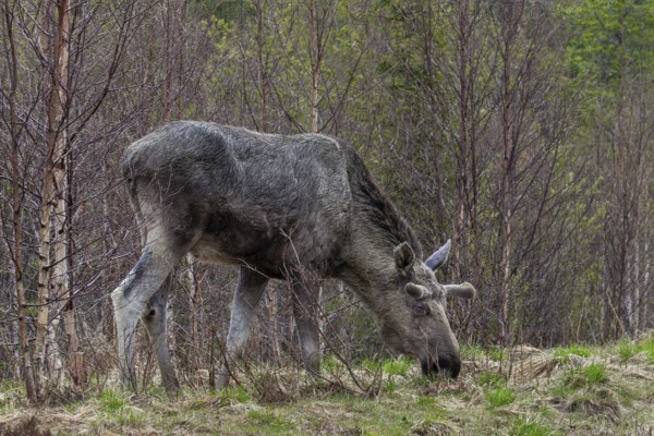 The bull moose (Alces alces) in the bast grazing the first fresh greenery along the roadside, May,