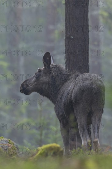 The young bull moose (Alces alces) grows its first antlers, recognisable by the small bump between