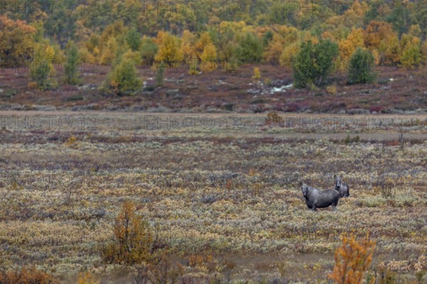 A last year's male moose (Alces alces) has joined a slightly older bull moose, such behaviour is
