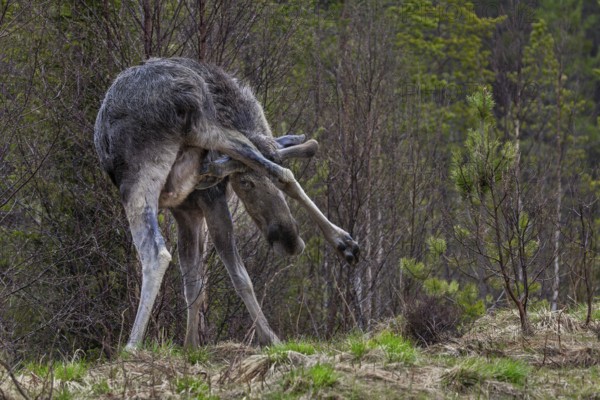 With its antlers, the bull moose (Alces alces) can also scratch itself in hard-to-reach places,