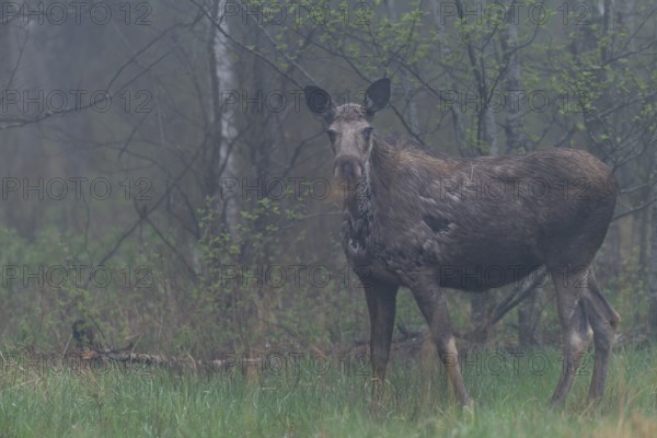 A moose cow (Alces alces) grazing the fresh grass on a forest meadow in the early morning, May,