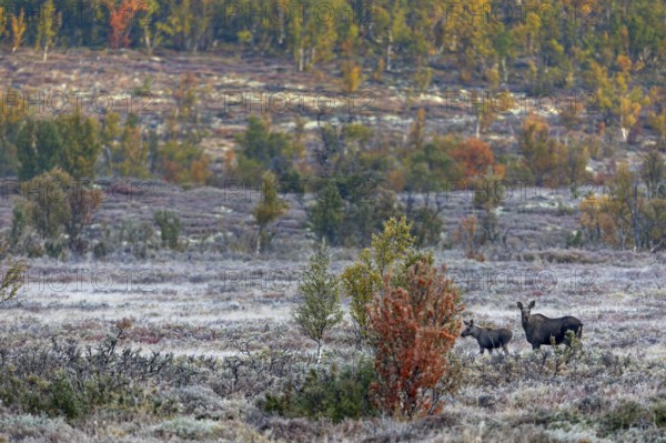 A moose cow (Alces alces) with calf in Norwegian autumn landscape, rutting season, Ruska, autumn,