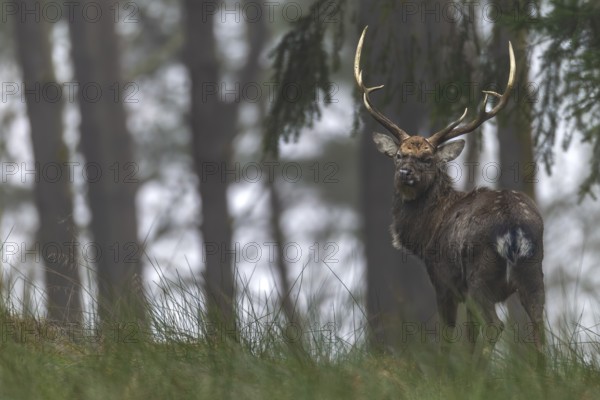 A sika deer (Cervus nippon) standing securely at the edge of the forest, subspecies Manchurian sika