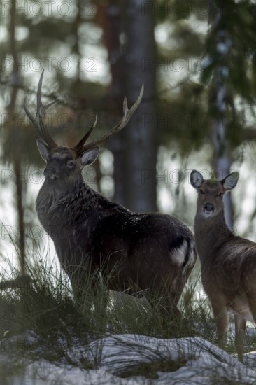Sika deer (Cervus nippon) and sika animals in the winter forest, subspecies Manchurian sika deer,