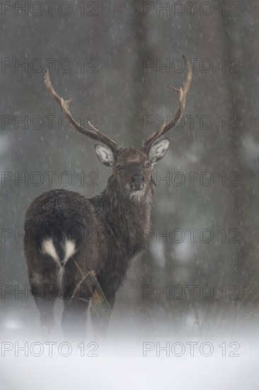 Sika deer (Cervus nippon) in the snow, subspecies Manchurian sika deer, winter, snowfall, cold,