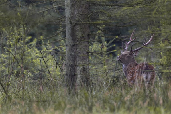 A sika deer (Cervus nippon) with velvet antlers standing securely in the forest, subspecies