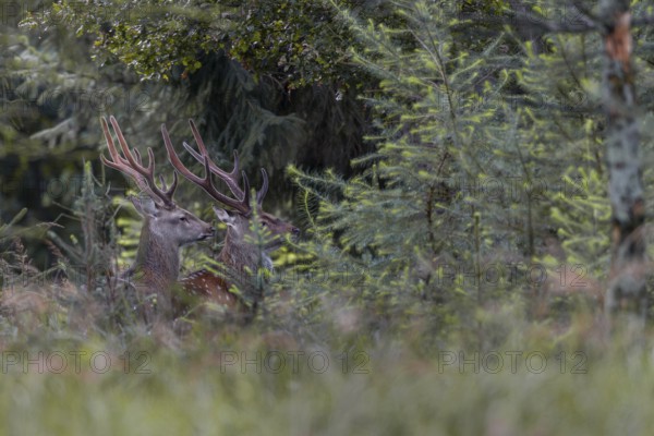 Two sika deer (Cervus nippon) in velvet standing securely in the forest, subspecies Manchurian sika