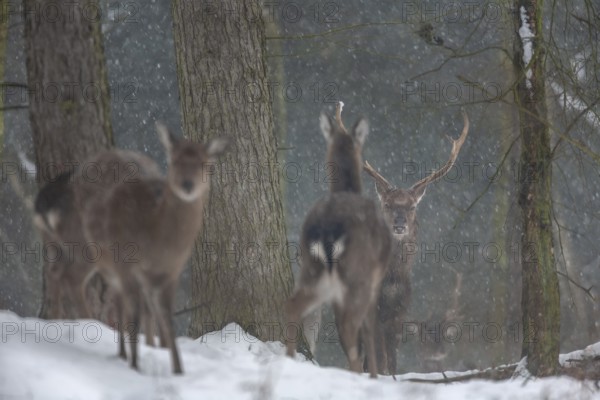While the females lose interest, the sika deer (Cervus nippon) remains alert, subspecies Manchurian