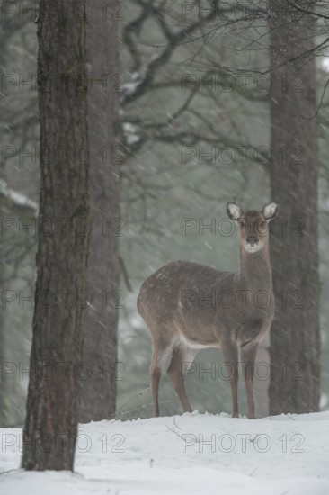The female sika deer (Cervus nippon) is looking attentively while it is snowing, subspecies