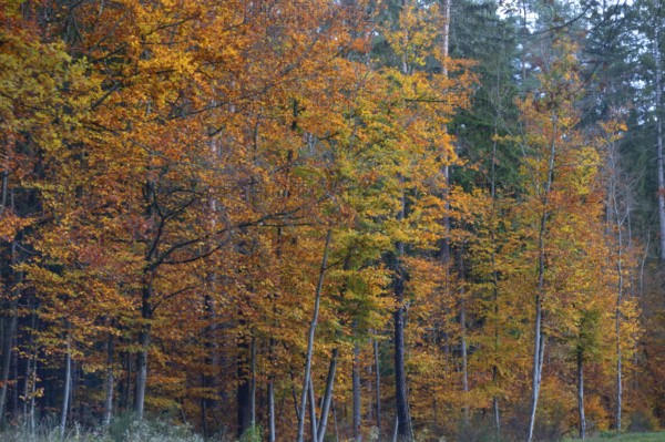 Autumnal beeches (Fagus), Gräfenberg, Upper Franconia, Bavaria, Germany