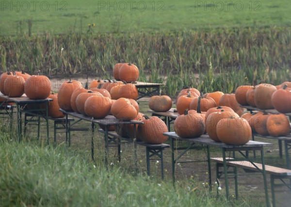 Offered pumpkins (Cucurbita) on beer tables on the street, Erlangen, Middle Franconia, Bavaria,