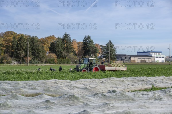 Radish harvest in Knoblauchsland, largest contiguous vegetable growing region in Germany,