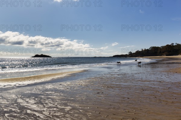 Three dogs playing on the beach, sandy beach, back light, Singing Beach, Manchester-by-the-Sea,