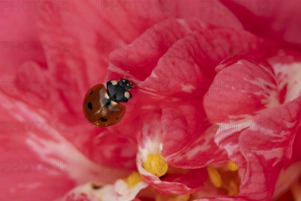 Seven-spot ladybird or ladybug (Coccinella septempunctata) adult insect on a garden Camellia flower