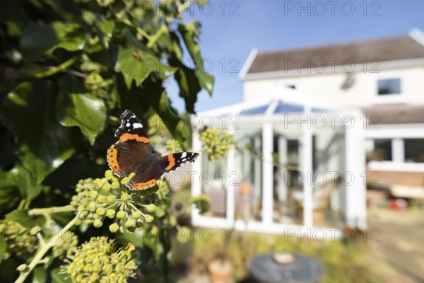 Red admiral butterfly (Vanessa atalanta) adult insect feeding on Ivy flowers in a garden with a