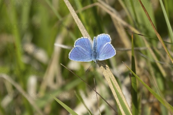 Adonis blue butterfly (Polyommatus bellargus) adult male insect resting on a grass leaf in summer,