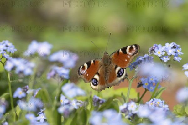 Peacock butterfly (Aglais io) adult insect on a garden Forget-me-not flowers in springtime,