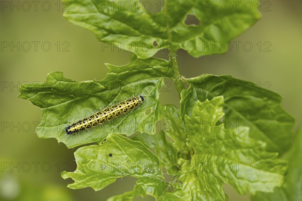 Large or Cabbage white butterfly (Pieris brassicae) juvenile larva caterpillar pest feeding on