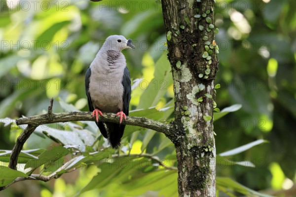 Tonga Fruit Dove (Ducula pacifica), Pacific Fruit Dove, adult, on tree, alert, Pacific Islands,