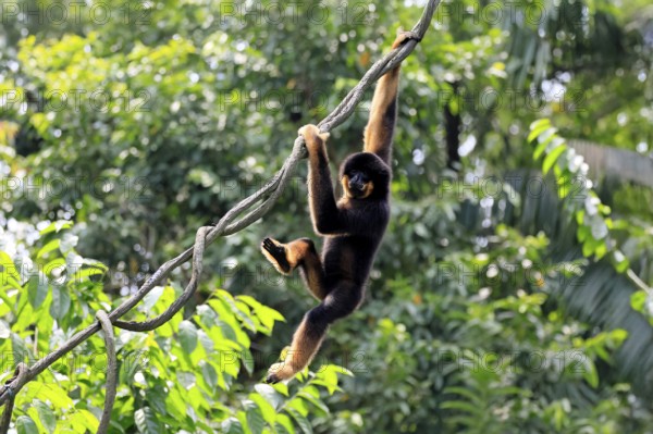 Southern yellow-cheeked gibbon (Nomascus gabriellae), adult, male, climbing, swinging, on tree,