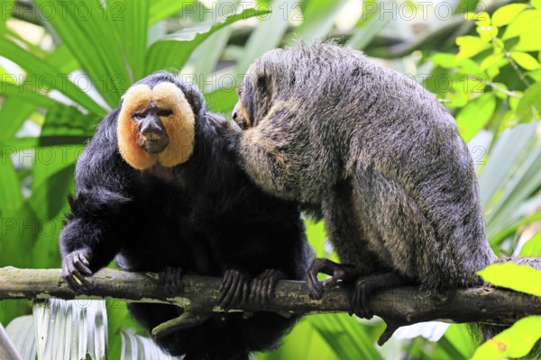White-headed saki (Pithecia pithecia), adult, on tree, pair, male, female, fur care, social