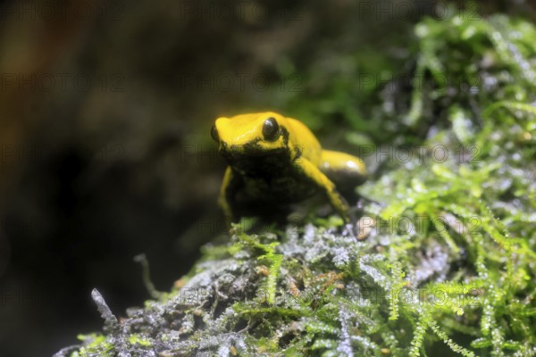 Black-legged poison frog (Phyllobates bicolor), adult, sedentary, moss, alert, Colombia, South